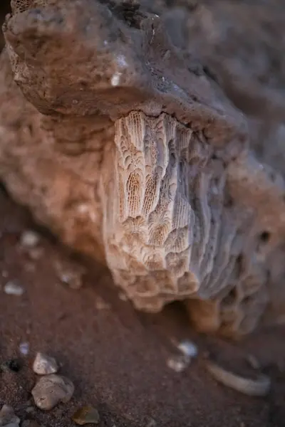 coral reef texture in Egypt