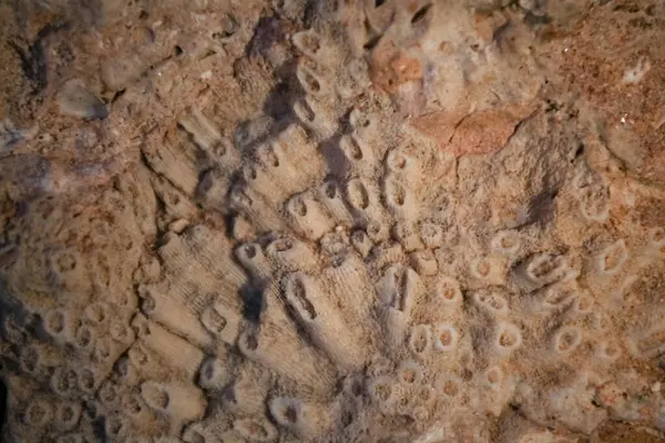 coral reef texture in Egypt