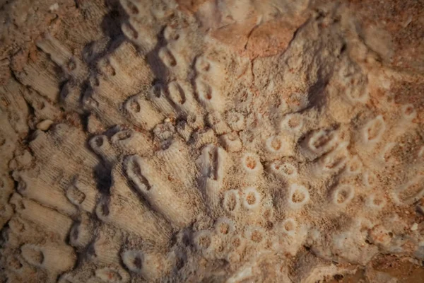 coral reef texture in Egypt