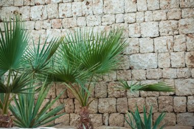palm tree near the stone wall