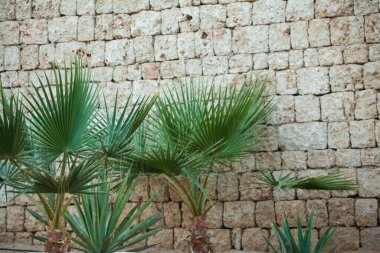 palm tree near the stone wall