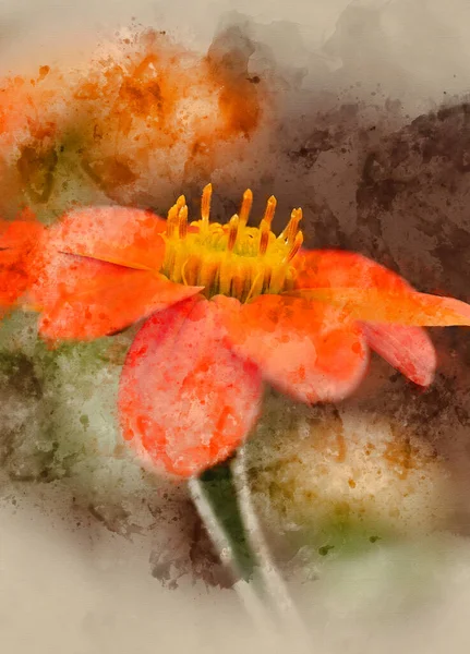 Piękne Zbliżenie Makro Obraz Meksyk Słonecznik Tithonia Rotundifolia Kwiat Angielskim — Zdjęcie stockowe