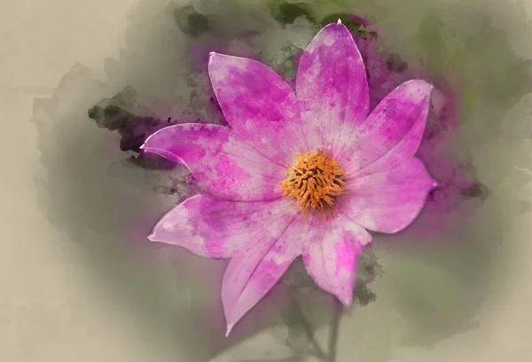 Schöne Nahaufnahme Makrobild Von Dahlia Tenuicaulis Blume Englischen Landgarten Landschaft — Stockfoto