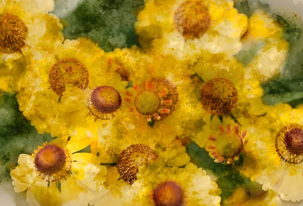 Oszałamiające Zbliżenie Obraz Common Sneezeweed Helenium Autumnale Kwiat Angielskim Kraju — Zdjęcie stockowe