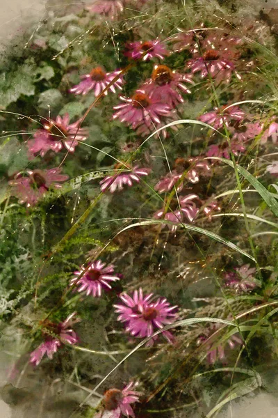 Mor Coneflower Echinacea Purpurea Moench Çiçeğinin Ngiliz Kır Bahçesi Manzarasındaki — Stok fotoğraf