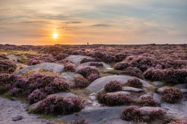 Stunning late Summer sunrise in Peak District over fields of heather in full bloom around Higger Tor and Burbage Edge
