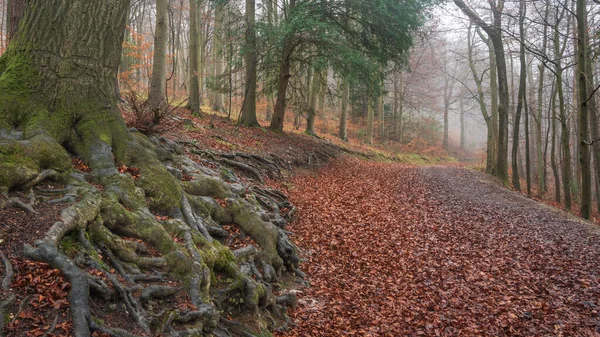 Beautiful Atmospheric Foggy Autumn Fall Landscape Woodland English Countryside — Fotografia de Stock