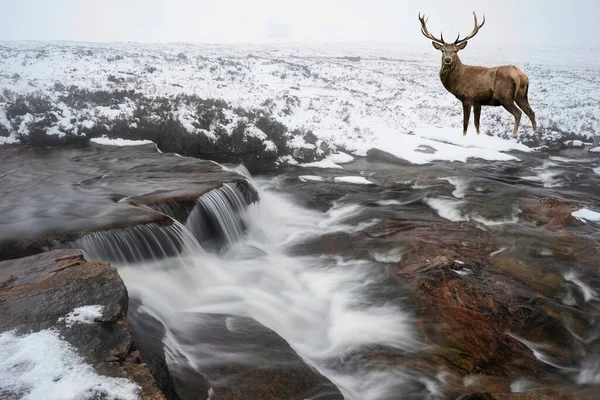 Sammansatt Bild Kronhjort Svensexa Vinterlandskap Skotska Höglandet Med River Caoe — Stockfoto