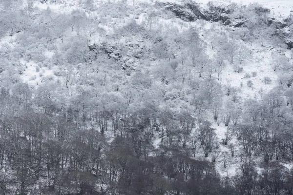 Красивое Простое Изображение Заснеженных Деревьев Время Зимнего Снегопада Берегах Озера — стоковое фото