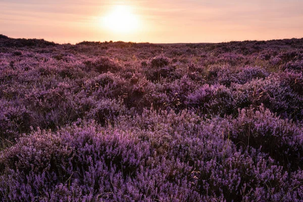 Stunning Late Summer Sunrise Peak District Fields Heather Full Bloom — Fotografia de Stock