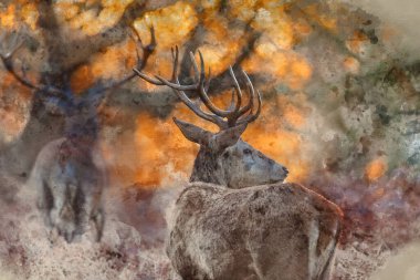 Kırmızı geyik sürüsü destansı resminin dijital suluboya resmi Cervus Elaphus orman manzarasında parıldayan altın şafak güneşinde çarpıcı bir ışıkla parıldıyor. 