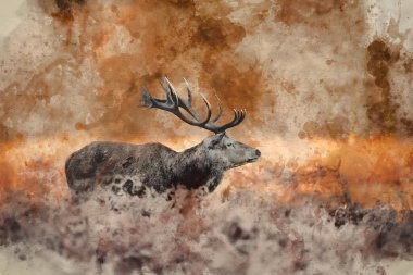Dijital suluboya resim. Solo kırmızı geyik portresi. Cervus Elaphus.