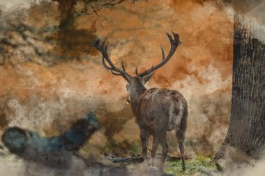 Dijital suluboya resim. Solo kırmızı geyik portresi. Cervus Elaphus.