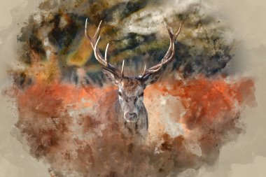 Dijital suluboya resim. Solo kırmızı geyik portresi. Cervus Elaphus.