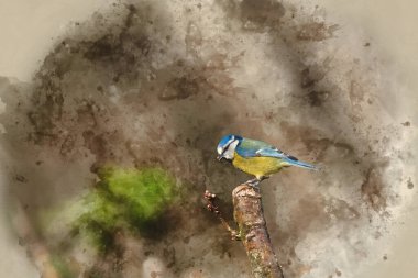 Digital watercolor painting of Beautiful Spring landscape image of Blue Tit Cyanistes Caeruleus bird in forest perched on tree branch