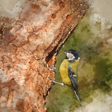 Digital watercolor painting of Beautiful Spring landscape image of Great Tit bird Parus Major in forest setting with colorful vibrant colors