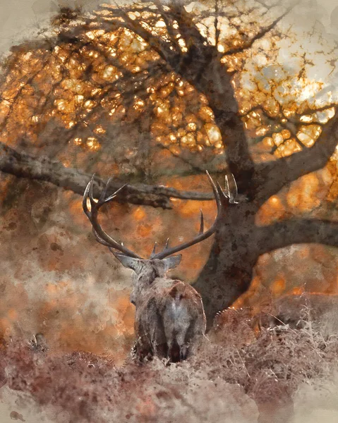 2015 Digital Watercolor Painting Beautiful Portrait Solo Red Deer Stag — 스톡 사진