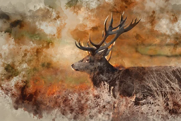 Digital Watercolor Painting Beautiful Portrait Solo Red Deer Stag Cervus — Stock Photo, Image