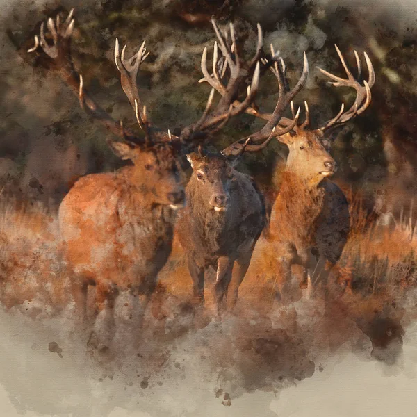 Digitale Aquarel Schilderij Van Epische Afbeelding Van Kudde Rode Herten — Stockfoto