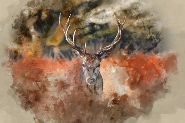 2015 Digital Watercolor Painting Beautiful Portrait Solo Red Deer Stag — 스톡 사진