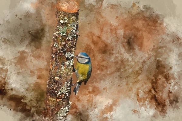 Digital Watercolor Painting Beautiful Spring Landscape Image Blue Tit Cyanistes — Stok fotoğraf