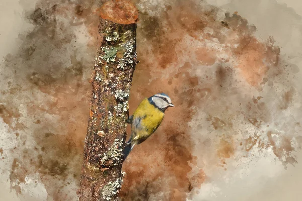 Digital Watercolor Painting Beautiful Spring Landscape Image Blue Tit Cyanistes — 图库照片