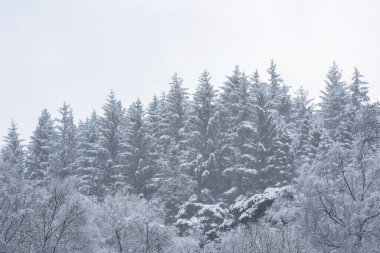 İskoçya 'daki Lomond Gölü kıyılarına kar yağarken karla kaplı ağaçların güzel basit manzarası.