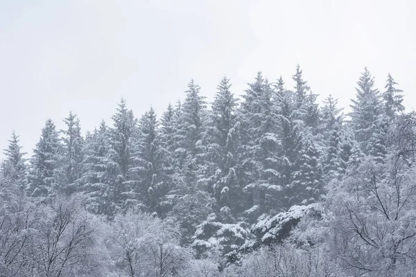 Schöne Einfache Landschaftsaufnahme Von Schneebedeckten Bäumen Während Des Winterschneefalls Ufer — Stockfoto