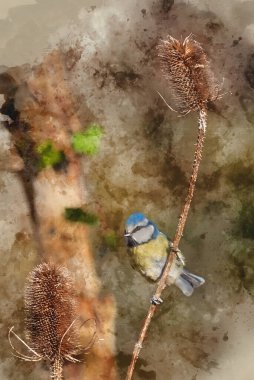 Digital watercolor painting of Beautiful Spring landscape image of Blue Tit Cyanistes Caeruleus bird in forest perched on tree branch