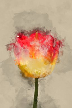 Tulipa Suncatcher çiçeğinin renkli canlı İngiliz kır bahçesi manzaralı güzel bahar resminin dijital suluboya resmi 