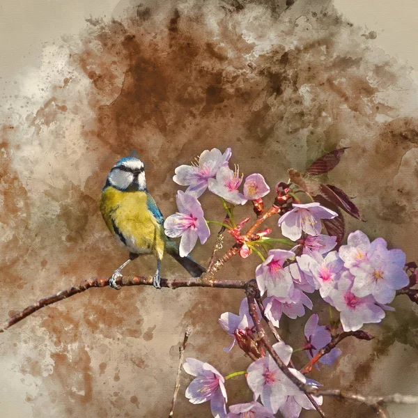 Digital Watercolor Painting Beautiful Spring Image Blue Tit Cyanistes Caerulueus — Stock Photo, Image
