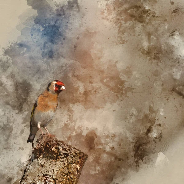 Pintura Digital Acuarela Del Hermoso Jilguero Carduelis Carduelis Bird Spring —  Fotos de Stock