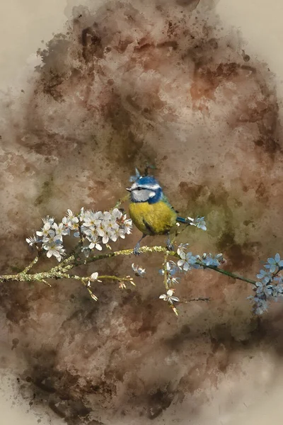 Digital Watercolor Painting Beautiful Spring Image Blue Tit Cyanistes Caerulueus — Fotografia de Stock
