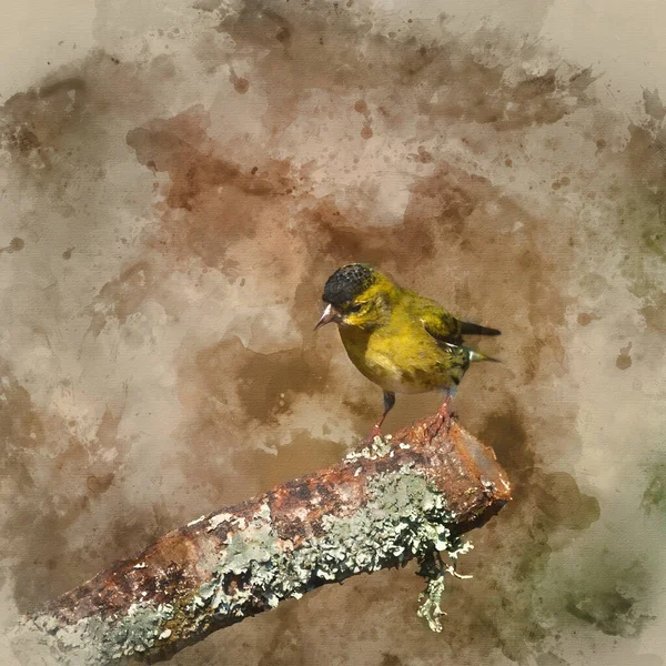 Pittura Acquerello Digitale Bella Immagine Vibrante Giallo Uccello Siskin Spinus — Foto Stock