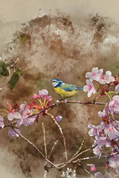 Digital Watercolor Painting Beautiful Spring Image Blue Tit Cyanistes Caerulueus — Foto de Stock