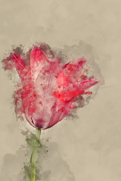 Digital Akvarellmålning Vacker Vårbild Tulipa Clusiana Blomma Färgglada Pulserande Engelsk — Stockfoto