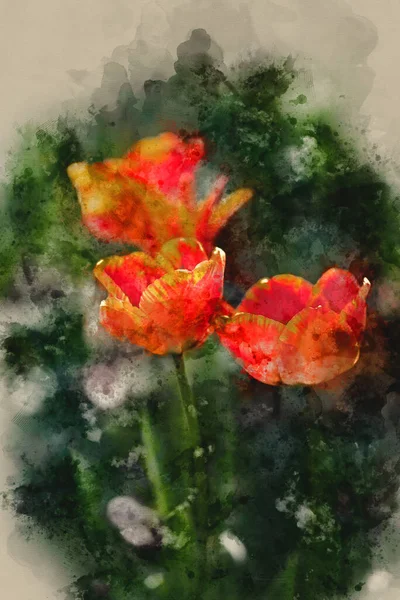 Pintura Digital Acuarela Hermosa Imagen Primavera Flor Del Tulipán Colorido — Foto de Stock