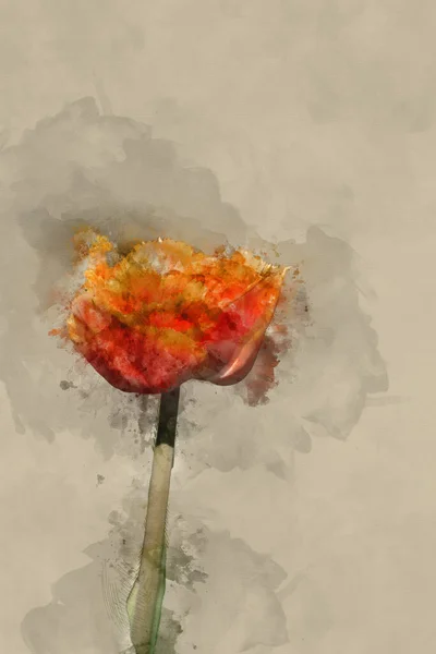 Digitale Aquarellmalerei Von Schönen Frühling Bild Von Tulipa Sensual Touch — Stockfoto