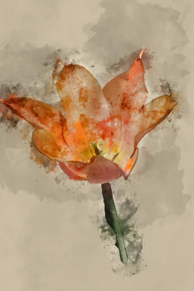 Digital Watercolor Painting Beautiful Spring Image Tulipa Ballerina Flower Colorful — Stock Photo, Image