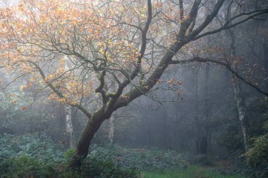 Güzel atmosferik ormanlık Sonbahar Güz manzarası karamsar bir duygu ile altın güneşli kayın ağacı