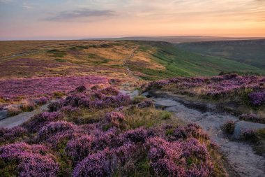 Stunning late Summer sunrise in Peak District over fields of heather in full bloom around Higger Tor and Burbage Edge