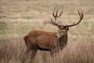 Geyik Geyiği Cervus Elaphus 'un Güz Sonbaharı' ndaki canlı renkleriyle güzel bir görüntüsü.