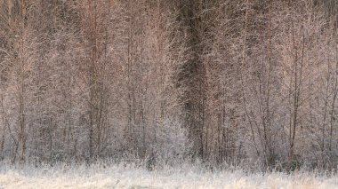 İngiliz kırsalındaki ormanın güzel Wintry manzarası kırağı kaplamış.