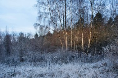 İngiliz kırsalındaki ormanın güzel Wintry manzarası kırağı kaplamış.