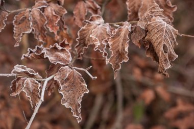 İngiliz kırsalında şafak vakti kırağı kaplamış donmuş yaprakların güzel yakın manzarası.