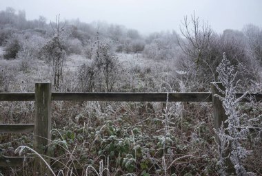 İngiliz kırsalındaki ormanın güzel Wintry manzarası kırağı kaplamış.