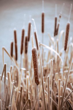İngiliz kırsalında şafak vakti kırağı kaplamış donmuş yaprakların güzel yakın manzarası.