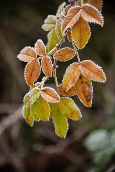 Закрыть Ландшафтное Изображение Замерзшей Листвы Покрытой Инеем Английской Деревне — стоковое фото