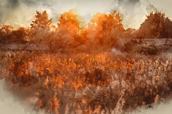 美丽夏季的数字水彩图像 让人感觉到落日的景象 落在了萨默塞特平原的芦苇床上 花粉和昆虫在空气中倒映着 而不是落日 — 图库照片