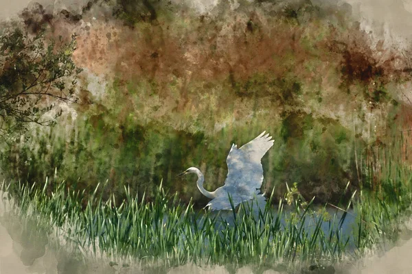 美丽的大白鹭Ardea Alba在春季阳光下飞越湿地的可爱图像的数字水彩图像 — 图库照片